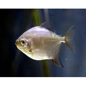 Metynnis argenteus — пресноводная лучеперая рыба из семейства Харациновые. Нередко называется «серебряным долларом» или «рыбкой долларом».