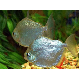 Metynnis argenteus — пресноводная лучеперая рыба из семейства Харациновые. Нередко называется «серебряным долларом» или «рыбкой долларом».