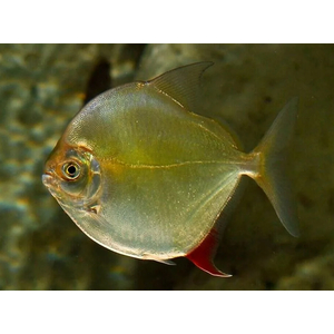 Metynnis argenteus — пресноводная лучеперая рыба из семейства Харациновые. Нередко называется «серебряным долларом» или «рыбкой долларом».