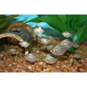 Metynnis argenteus — пресноводная лучеперая рыба из семейства Харациновые. Нередко называется «серебряным долларом» или «рыбкой долларом».