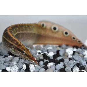 МАКРОГНАТУС ГЛАЗЧАТЫЙ - Macrognathus aculeatus