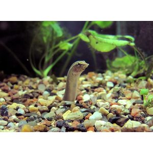 МАКРОГНАТУС ГЛАЗЧАТЫЙ - Macrognathus aculeatus