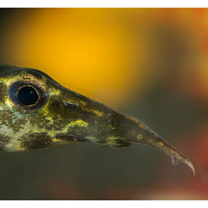 МАКРОГНАТУС ГЛАЗЧАТЫЙ - Macrognathus aculeatus