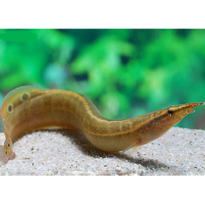 МАКРОГНАТУС ГЛАЗЧАТЫЙ - Macrognathus aculeatus