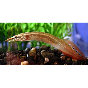 МАКРОГНАТУС ГЛАЗЧАТЫЙ - Macrognathus aculeatus