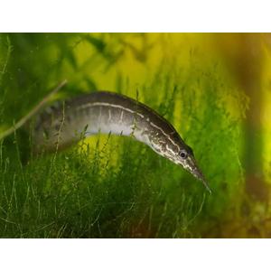 МАКРОГНАТУС ГЛАЗЧАТЫЙ - Macrognathus aculeatus