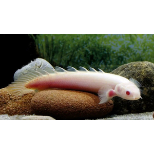 Polypterus senegalus albino — альбиносная форма полиптеруса сенегальского (Polypterus senegalus). Это вид пресноводных лучепёрых рыб из семейства многопёровых.