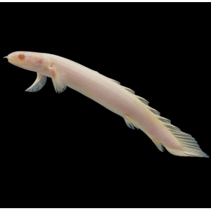 Polypterus senegalus albino — альбиносная форма полиптеруса сенегальского (Polypterus senegalus). Это вид пресноводных лучепёрых рыб из семейства многопёровых.