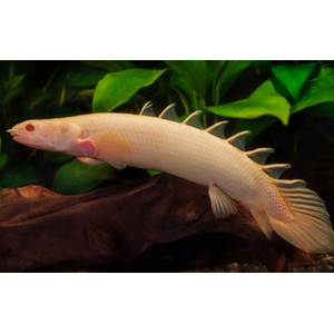 Polypterus senegalus albino — альбиносная форма полиптеруса сенегальского (Polypterus senegalus). Это вид пресноводных лучепёрых рыб из семейства многопёровых.