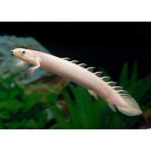 Polypterus senegalus albino — альбиносная форма полиптеруса сенегальского (Polypterus senegalus). Это вид пресноводных лучепёрых рыб из семейства многопёровых.