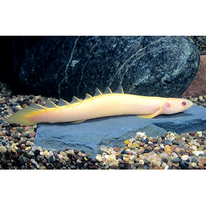 Polypterus senegalus albino — альбиносная форма полиптеруса сенегальского (Polypterus senegalus). Это вид пресноводных лучепёрых рыб из семейства многопёровых.