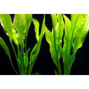 ЭХИНОДОРУС АМАЗОНСКИЙ  - Echinodorus amazonicus