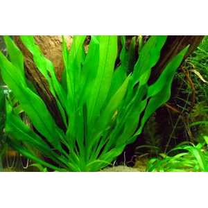 ЭХИНОДОРУС АМАЗОНСКИЙ  - Echinodorus amazonicus