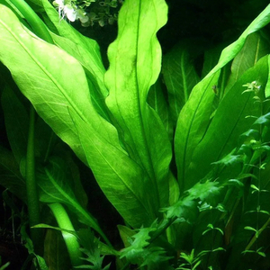 ЭХИНОДОРУС АМАЗОНСКИЙ  - Echinodorus amazonicus