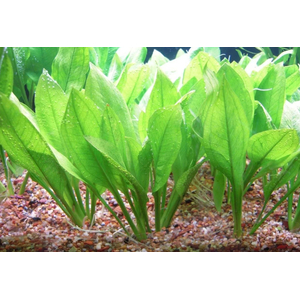 ЭХИНОДОРУС АМАЗОНСКИЙ  - Echinodorus amazonicus