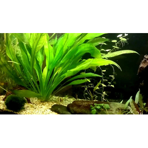 ЭХИНОДОРУС АМАЗОНСКИЙ  - Echinodorus amazonicus