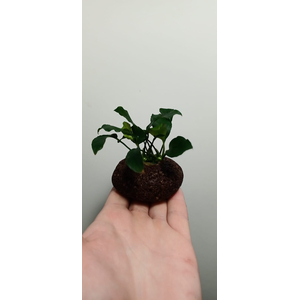 АНУБИАС на лаве АССОРТИ