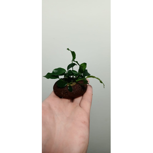 АНУБИАС на лаве АССОРТИ