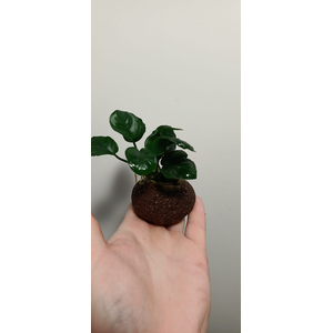 АНУБИАС на лаве АССОРТИ