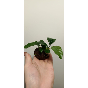 АНУБИАС на лаве АССОРТИ