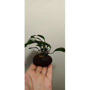 АНУБИАС на лаве АССОРТИ