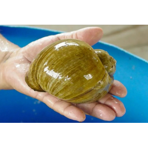 УЛИТКА АМПУЛЯРИЯ ГИГАНТСКАЯ