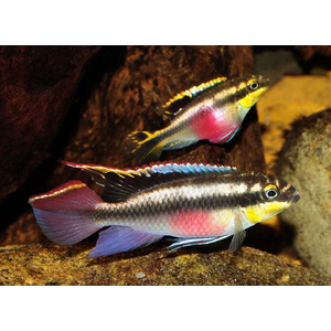 Пельвикахромис пульхер (Pelvicachromis pulcher) — пресноводная лучепёрая рыба из семейства Цихловые. Второе популярное название — цихлида-попугайчик. Рыбки получили такое прозвище за пёструю окраску, напоминающую оперение этих ярких птиц, и необычную форму мордочки, немного изогнутую вниз наподобие клюва.