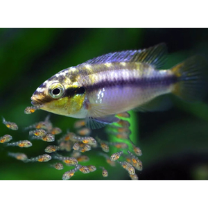 Пельвикахромис пульхер (Pelvicachromis pulcher) — пресноводная лучепёрая рыба из семейства Цихловые. Второе популярное название — цихлида-попугайчик. Рыбки получили такое прозвище за пёструю окраску, напоминающую оперение этих ярких птиц, и необычную форму мордочки, немного изогнутую вниз наподобие клюва.