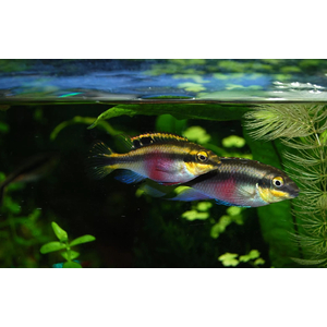 Пельвикахромис пульхер (Pelvicachromis pulcher) — пресноводная лучепёрая рыба из семейства Цихловые. Второе популярное название — цихлида-попугайчик. Рыбки получили такое прозвище за пёструю окраску, напоминающую оперение этих ярких птиц, и необычную форму мордочки, немного изогнутую вниз наподобие клюва.