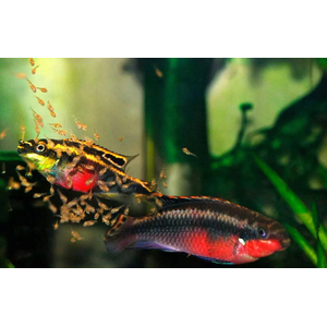 Пельвикахромис пульхер (Pelvicachromis pulcher) — пресноводная лучепёрая рыба из семейства Цихловые. Второе популярное название — цихлида-попугайчик. Рыбки получили такое прозвище за пёструю окраску, напоминающую оперение этих ярких птиц, и необычную форму мордочки, немного изогнутую вниз наподобие клюва.