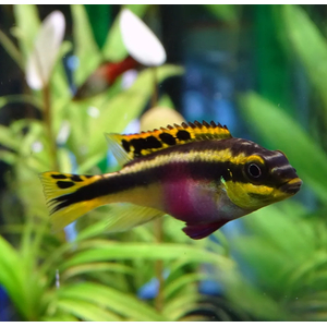 Пельвикахромис пульхер (Pelvicachromis pulcher) — пресноводная лучепёрая рыба из семейства Цихловые. Второе популярное название — цихлида-попугайчик. Рыбки получили такое прозвище за пёструю окраску, напоминающую оперение этих ярких птиц, и необычную форму мордочки, немного изогнутую вниз наподобие клюва.