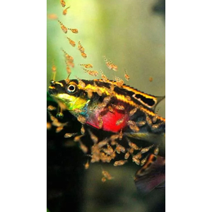 Пельвикахромис пульхер (Pelvicachromis pulcher) — пресноводная лучепёрая рыба из семейства Цихловые. Второе популярное название — цихлида-попугайчик. Рыбки получили такое прозвище за пёструю окраску, напоминающую оперение этих ярких птиц, и необычную форму мордочки, немного изогнутую вниз наподобие клюва.