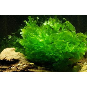 ЛОМАРИОПСИС В БАНОЧКЕ - Lomariopsis lineata