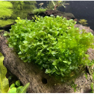 ЛОМАРИОПСИС В БАНОЧКЕ - Lomariopsis lineata