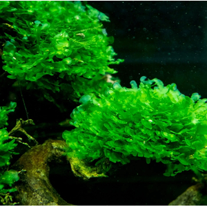 ЛОМАРИОПСИС В БАНОЧКЕ - Lomariopsis lineata