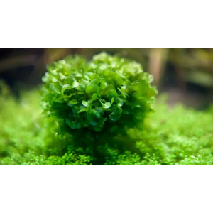 ЛОМАРИОПСИС В БАНОЧКЕ - Lomariopsis lineata