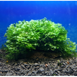 ЛОМАРИОПСИС В БАНОЧКЕ - Lomariopsis lineata