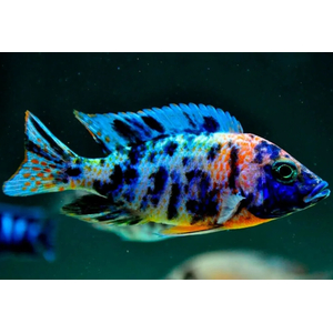 Аулонокара мультиколор (Aulonocara sp. «Multicolor»)