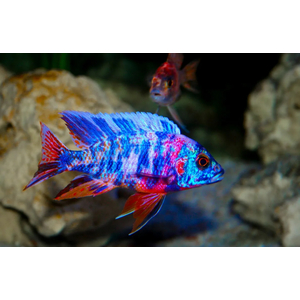 Аулонокара мультиколор (Aulonocara sp. «Multicolor»)