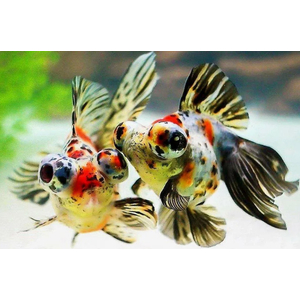 ТЕЛЕСКОП БАБОЧКА СИТЦЕВЫЙ