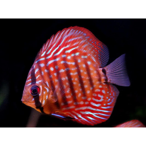 ДИСКУС ТУРКИС КРАСНЫЙ