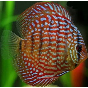 ДИСКУС ТУРКИС КРАСНЫЙ