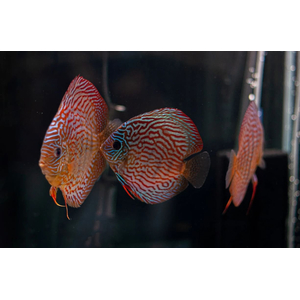 ДИСКУС ТУРКИС КРАСНЫЙ