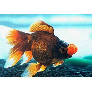 ПОМПОН ЗОЛОТАЯ РЫБКА