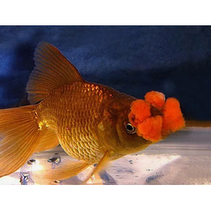 ПОМПОН ЗОЛОТАЯ РЫБКА