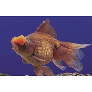 ПОМПОН ЗОЛОТАЯ РЫБКА