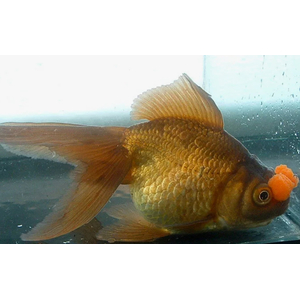 ПОМПОН ЗОЛОТАЯ РЫБКА