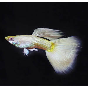 ГУППИ ЛИМОННАЯ ПЛАТИНА