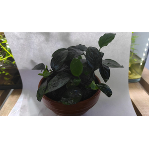 АНУБИАС В ГЛИНЯНОЙ ЧАШЕ