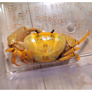 БАНАНОВЫЙ КРАБ (TERRATHELPHUSA SP.)